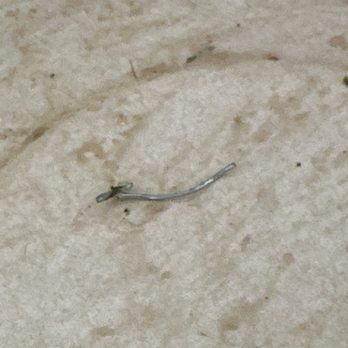 Simply Salad - Staple that I found in my salad :-(. - Salad Near Me - Gardena, California Simply Salad - Staple that I found in my salad :-(. - Salad Near Me - Gardena, California
