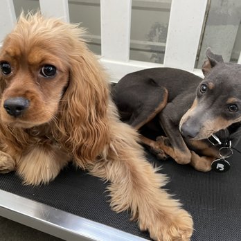 Luna’s Landing Dog Care - Tapatio and his new friend, Beau - Pet Training Near Me - Seattle, Washington Luna’s Landing Dog Care - Tapatio and his new friend, Beau - Pet Training Near Me - Seattle, Washington