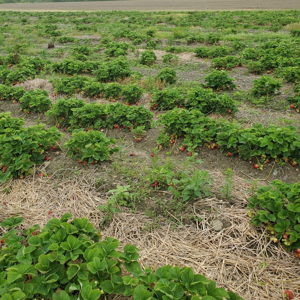 Sweet Berry Farm - Fruits & Veggies Near Me - Middletown, Rhode Island Sweet Berry Farm - Fruits & Veggies Near Me - Middletown, Rhode Island