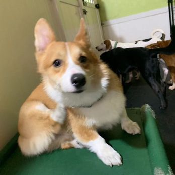 Bark & Roll - Pet Sitting Near Me - Chantilly, Virginia Bark & Roll - Pet Sitting Near Me - Chantilly, Virginia