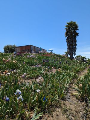 Nola's Iris Garden by null