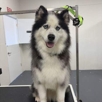 The Luxe Paw - Husky - Pet Groomers Near Me - Locust, North Carolina