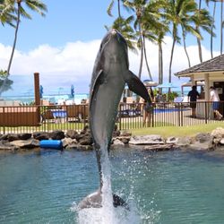 Dolphin Quest