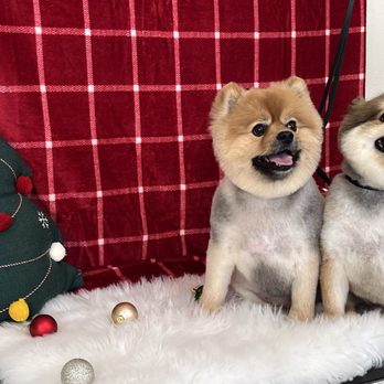Just Fur Paws - My sweet poms. - Pet Groomers Near Me - Mission Viejo, California Just Fur Paws - My sweet poms. - Pet Groomers Near Me - Mission Viejo, California