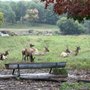 Photo of Gaylord's City Elk Park