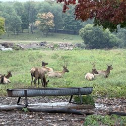 Gaylord's City Elk Park - Elk in the wild