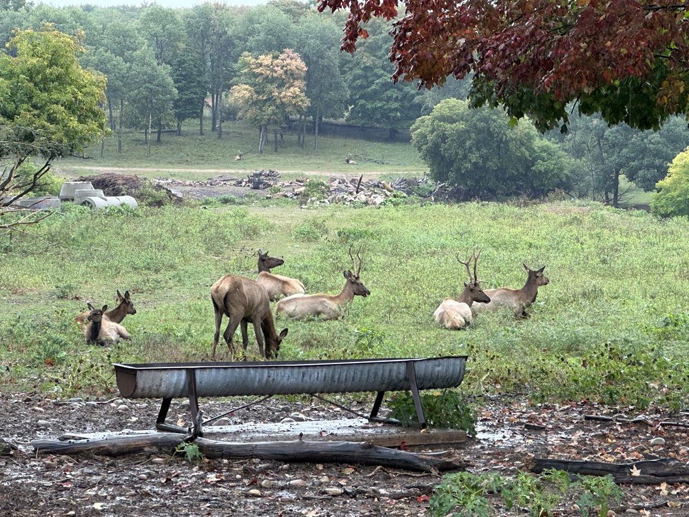 Gaylord's City Elk Park Logo