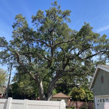 Rock's Tree & Hillside Service - Oak tree trimmed - Tree Services Near Me - Burbank, California Rock's Tree & Hillside Service - Oak tree trimmed - Tree Services Near Me - Burbank, California