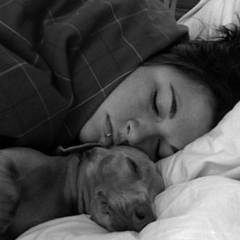 Run A Mutt - Cherie and Odin Sleeping :) - Dog Walkers Near Me Run A Mutt - Cherie and Odin Sleeping :) - Dog Walkers Near Me