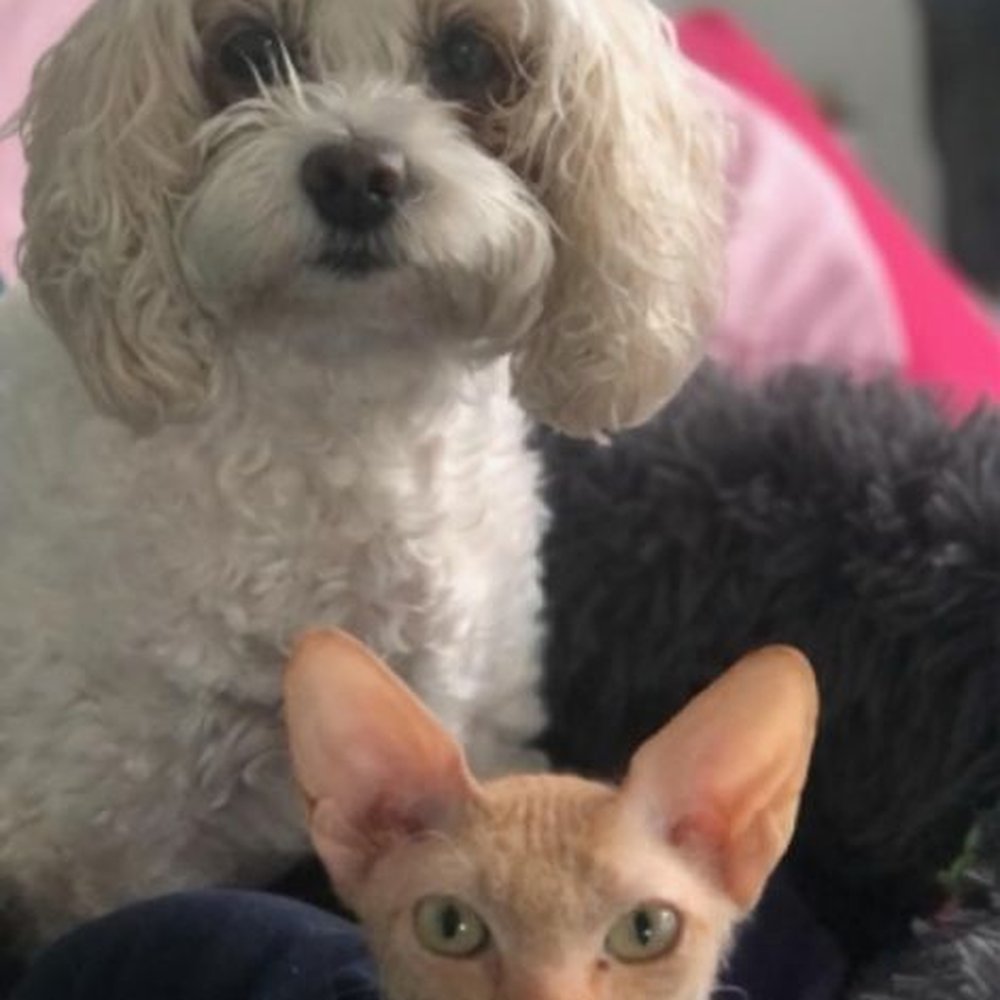 Sortli - My blind cat and my bald cat - Home Cleaning Near Me Sortli - My blind cat and my bald cat - Home Cleaning Near Me