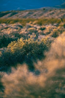 Pahranagat National Wildlife Refuge by null