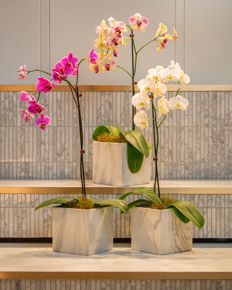 BRITOMART FLORIST Updated September 2024 12 Photos 12 Queen St