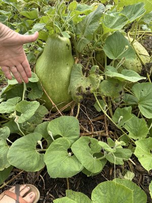 Seed Savers Exchange by null