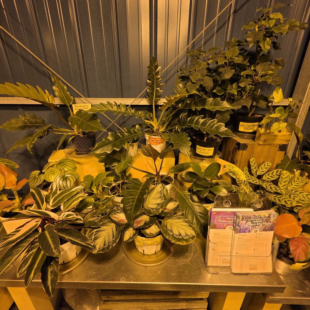 Arizona Flower Market - Wholesale Stores Near Me - Phoenix, Arizona Arizona Flower Market - Wholesale Stores Near Me - Phoenix, Arizona