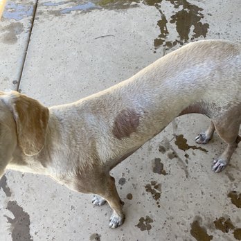 Dogtown Pet Spa - Pet Training Near Me - Sandy, Utah