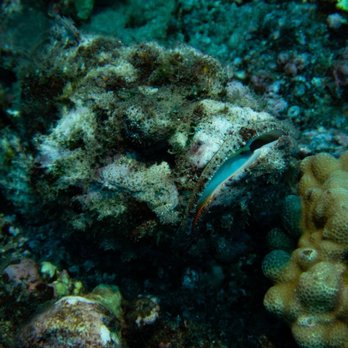 Island Style Diving - Devil Scorpion Fish - Scuba Diving Near Me - Kihei, Hawaii