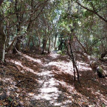Monte Bello Open Space Preserve - Steven Creeks Trail - Hiking Near Me - Palo Alto, California Monte Bello Open Space Preserve - Steven Creeks Trail - Hiking Near Me - Palo Alto, California