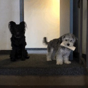 Petco - Luna Kalinda to the left. My dark queen. Baby Eugene Fitzherbert to the right. Being a silly puppy. - Pet Stores Near Me - La Mesa, California Petco - Luna Kalinda to the left. My dark queen. Baby Eugene Fitzherbert to the right. Being a silly puppy. - Pet Stores Near Me - La Mesa, California