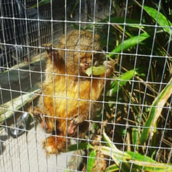 Animalarium Borth