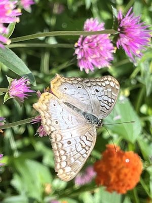 Daniel Stowe Conservancy by null