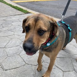 Clifton-Centreville Animal Clinic - Boomer