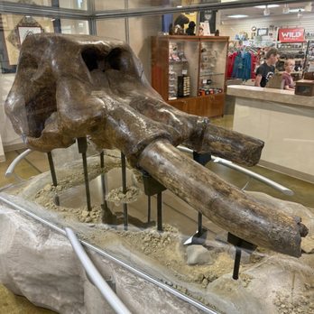 Big Bone Lick State Historic Site - Mastodon - Parks Near Me - Union, Kentucky Big Bone Lick State Historic Site - Mastodon - Parks Near Me - Union, Kentucky