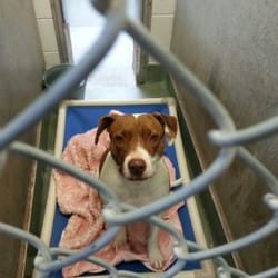 The Animal Welfare Department
