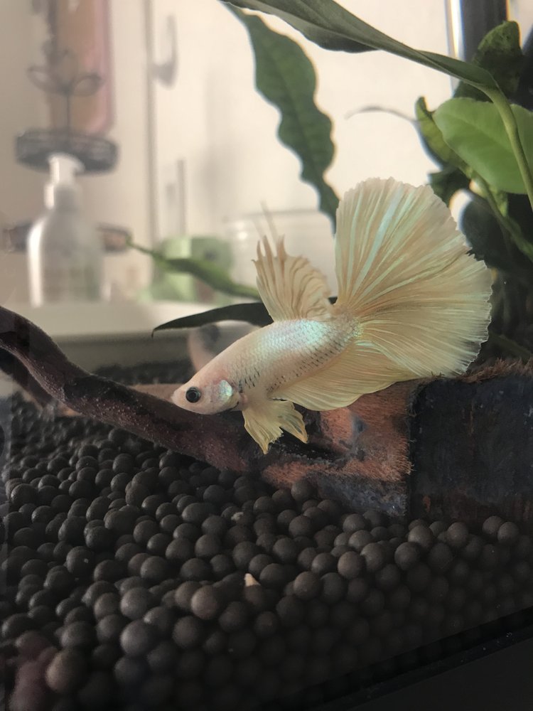 TROPICS AQUARIUM PROFESSIONALS Updated September 2024 68 Photos