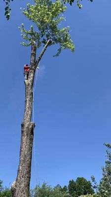 Caballeros Tree Service and Landscaping on Yelp