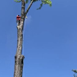 Caballeros Tree Service and Landscaping - Last branch on the leader.