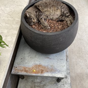 Perfect Choice Nursery - Kitty!! - Nurseries & Gardening Near Me - Southwest Ranches, Florida Perfect Choice Nursery - Kitty!! - Nurseries & Gardening Near Me - Southwest Ranches, Florida