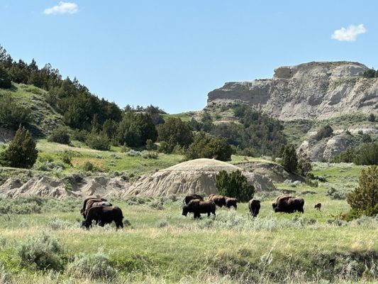 Theodore Roosevelt National Park by null
