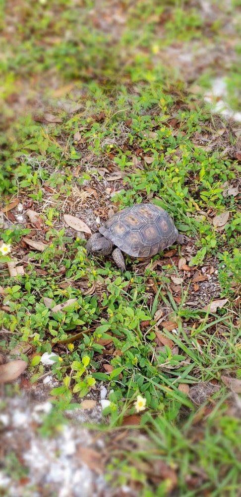 Lake Manatee State Park Image