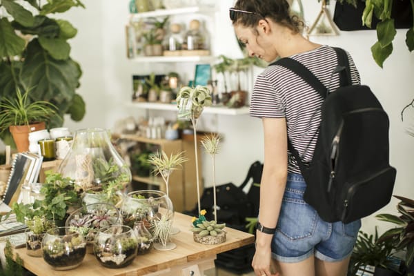 The ZEN Succulent by null