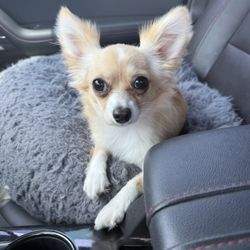 McDermott Vet Practice - Lilly is feeling fine after her surgery