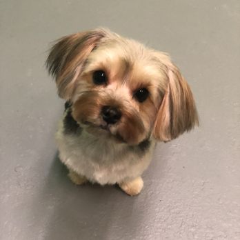 iPet Grooming - Pet Groomers Near Me - Markham, Ontario