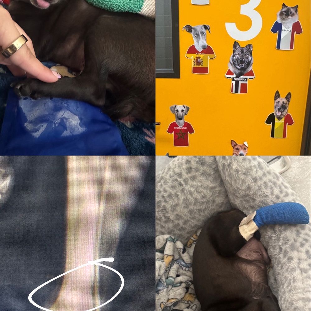 Van Nuys Veterinary Clinic - Veterinarians Near Me - Van Nuys, California Van Nuys Veterinary Clinic - Veterinarians Near Me - Van Nuys, California