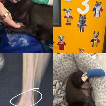 Van Nuys Veterinary Clinic - Veterinarians Near Me - Van Nuys, California Van Nuys Veterinary Clinic - Veterinarians Near Me - Van Nuys, California