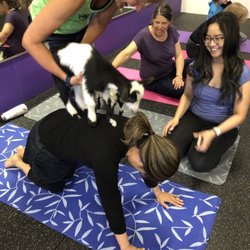 FX3 Fitness - Tabletop pose with a baby goat!