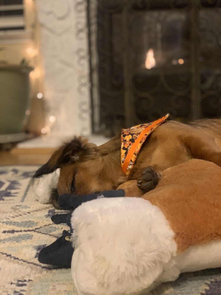 DEBONAIR DOG GROOMING BY EMILY Updated September 2024 20 Photos