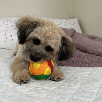Petco - JIM is so patient, amazing, and kind with my puppy. Jim did everything I asked for and oliver smells so good and looks so cute. - Pet Stores Near Me - Montclair, California