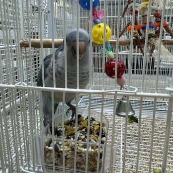 Rena's Pet Supplies - My bird "Secret".  Happy boarder !! - Pet Groomers Near Me - Longwood, Florida