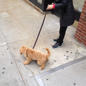 Perfect Behavior Dog Training - Put elimination on cue! - Pet Training Near Me