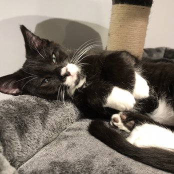 Mini Cat Town - Pet Adoption Near Me - San Jose, California