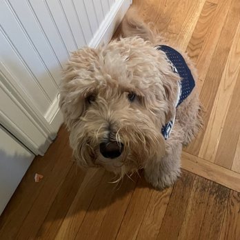 Atlantic Labradoodles - Pet Breeders Near Me