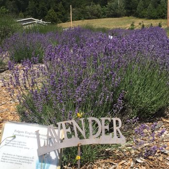 Bluestone Meadow - Farms Near Me - Placerville, California