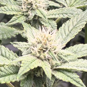 Hikei - My garden today thanks to these guys look at the wonderful flowers that are starting. I have about six weeks till harvest. - Cannabis Dispensaries Near Me - San Diego, California
