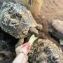 Photo of The Reptile Zoo