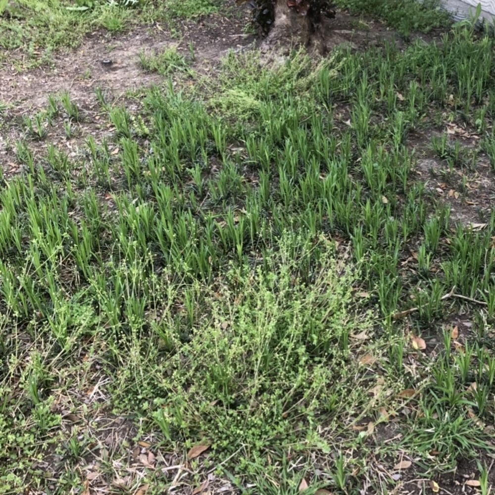 Green Services - Pest Control Near Me - Joliet, Illinois