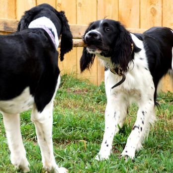 K9-Playtime - Pet Boarding Near Me - Hudson, Wisconsin